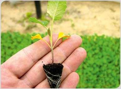 rozsady warzyw kapustnych