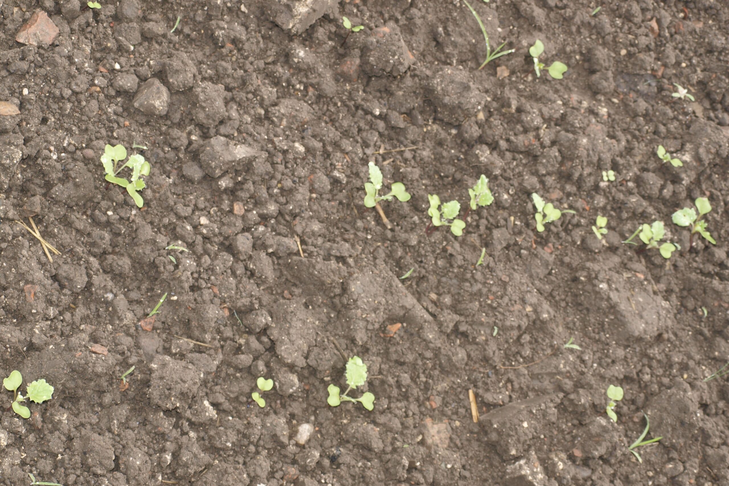 Rzepak w początkowej fazie wzrostu