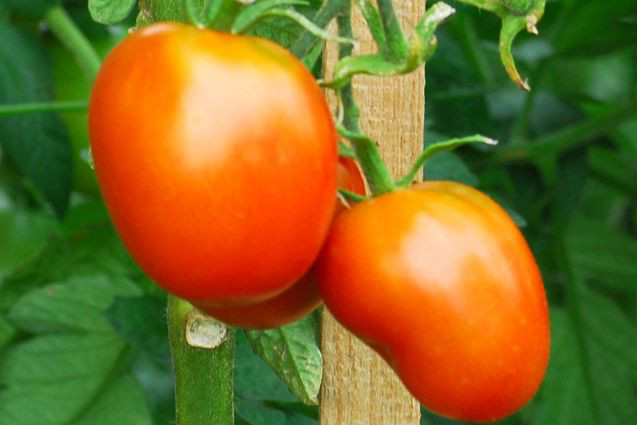 pomidor-gruntowy