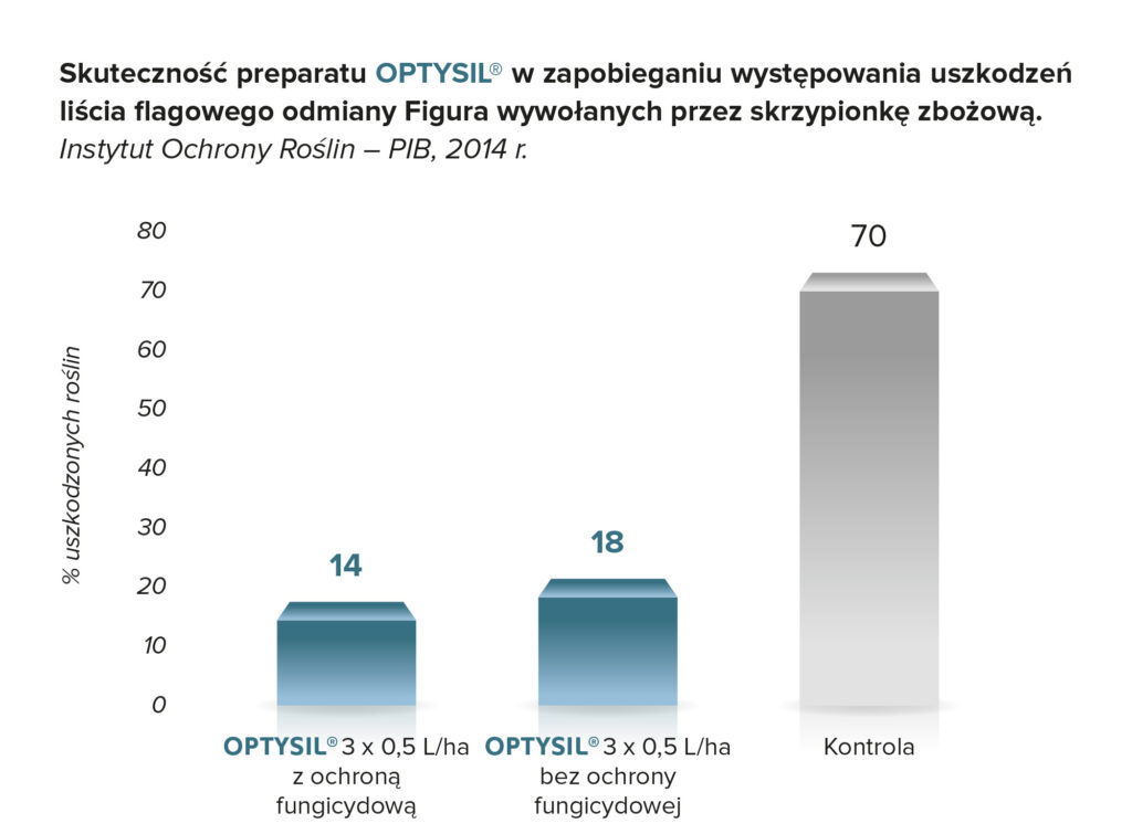 skuteczność optysil w zapobieganiu występowania uszkodzeń liścia flagowego odmiany figura wywołanych przez skrzypionkę zbożową