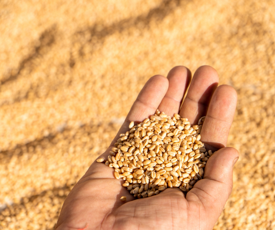 Odpowiednie przygotowanie nasion zbóż do siewu jest kluczowe w zapobieganiu rozwojowi chorób grzybowych w zbożach.