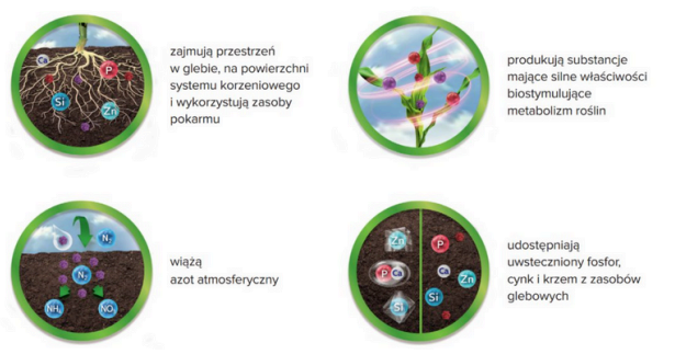 Właściwości bakterii zawartych w primseed biom zboża. Dzięki nim odpowiednio przygotowują nasiona zbóż do siewu