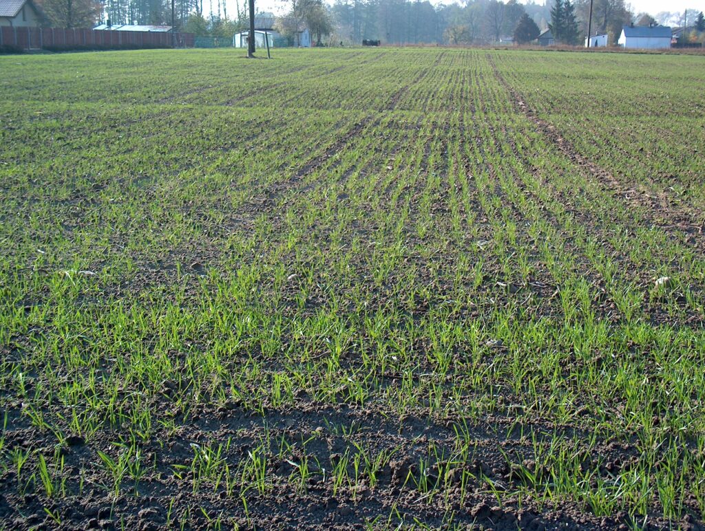 Nawożenie dolistne zbóż ozimych jesienią należy wykonać w fazie od 3 do 5-6 liścia.