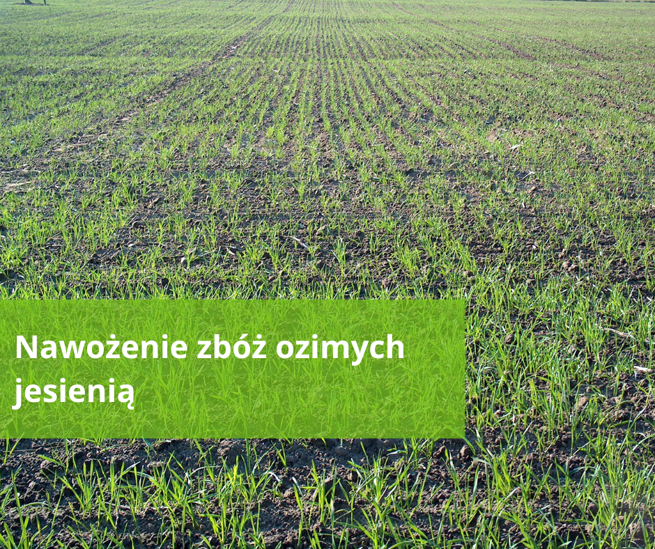 nawożenie zbóż ozimych jesienią