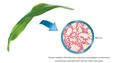  Kolonie bakterii Paenibacillus polymyxa, wiążacych azot z powietrza.