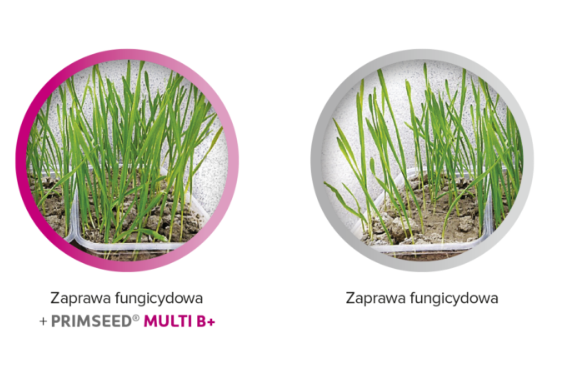Równomierne wschody dzięki nawozowi donasiennemu PRIMSEED® MULTI B+