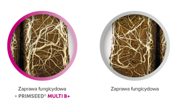 Silny system korzeniowy dzięki nawozowi donasiennemu PRIMSEED® MULTI B+