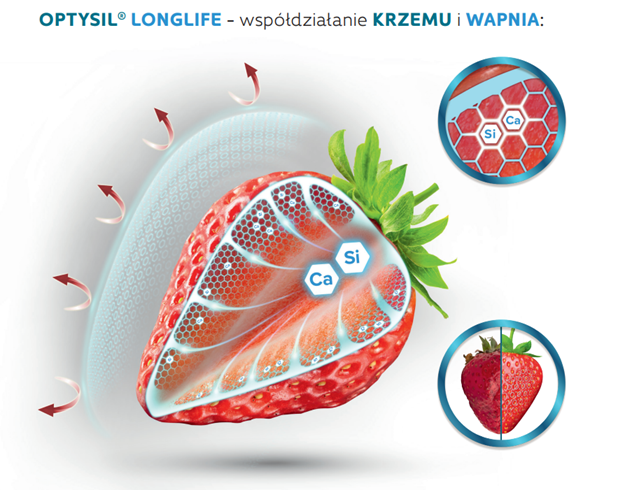 Działanie produktu OPTYSIL LONGLIFE. Krzem i wapń wzmacniają komórki roślinne, chroniąc owoce przed uszkodzeniami i rozwojem chorób przechowalniczych.