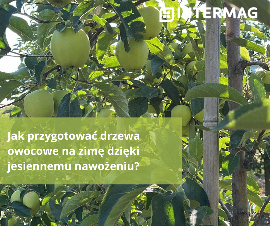 Jak przygotować drzewa owocowe na zimę dzięki jesiennemu nawożeniu?