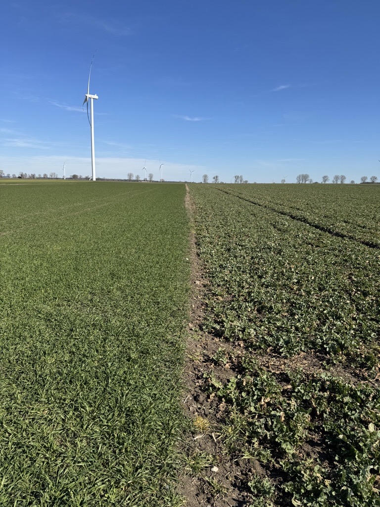 Regeneracja ozimin – kluczowy element zabezpieczenia plonowania