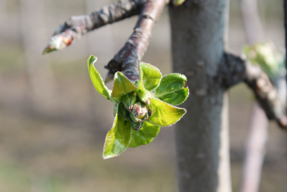 Wspomaganie drzew i krzewów owocowych wiosną