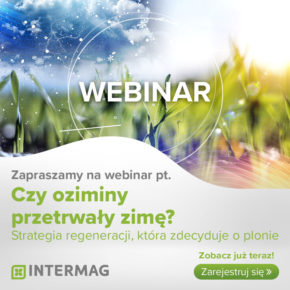 Czy oziminy przetrwały zimę? Strategia na sezon 2026