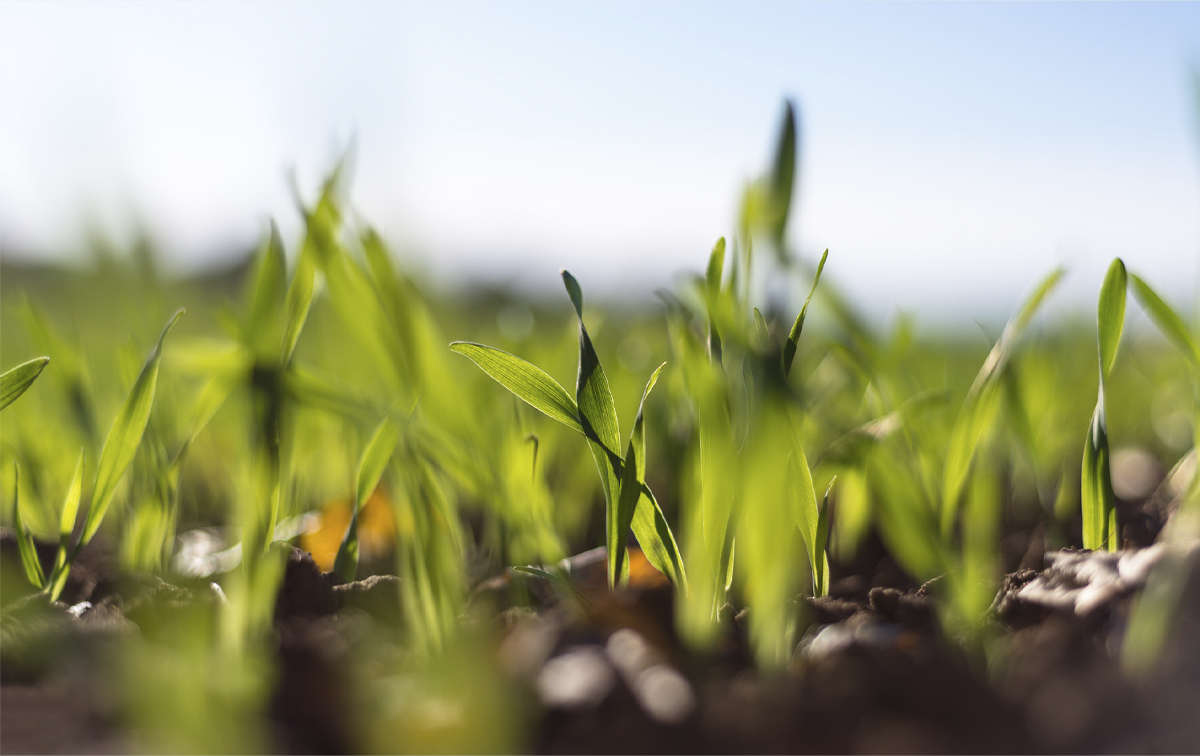 T1 to nie tylko ochrona – kluczowy moment budowania plonu zbóż