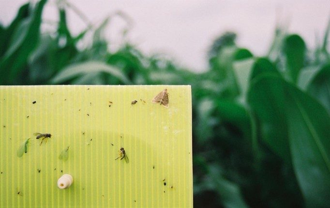Pułapka lepowa do monitoringu omacnicy prosowianki z odłowionymi motylami
