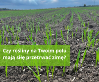 Czy rośliny na Twoim polu mają siłę przetrwać zimę