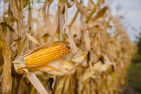 Agricultural field on which grow and change the color of ripe corn. Photo taken closeup with a small depth of field. Autumn season.