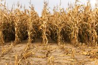 an agricultural field on which grows mature yellowed corn. autumn.